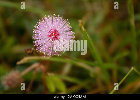 Mimosa pudica Blume aus Masinagudi, Mudumalai-Nationalpark, Tamil Nadu - Karnataka-Staatsgrenze, Indien. Berühren Sie mich nicht blühende Pflanze. Stockfoto