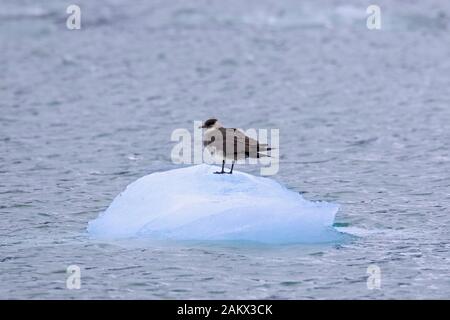 Schmarotzerraubmöwe/parasitäre Skua/parasitäre Jaeger (Eulen parasiticus) ruht auf Block von Drifting Eis im Sommer, Svalbard/Spitzbergen, Norwegen Stockfoto