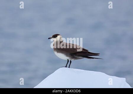 Schmarotzerraubmöwe/parasitäre Skua/parasitäre Jaeger (Eulen parasiticus) ruht auf Block von Drifting Eis im Sommer, Svalbard/Spitzbergen, Norwegen Stockfoto