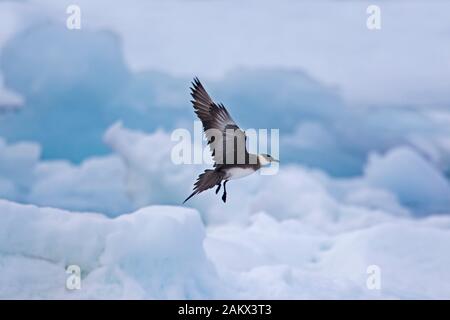 Schmarotzerraubmöwe/parasitäre Skua/parasitäre Jaeger (Eulen parasiticus) im Flug über Meereis/Eisscholle Stockfoto