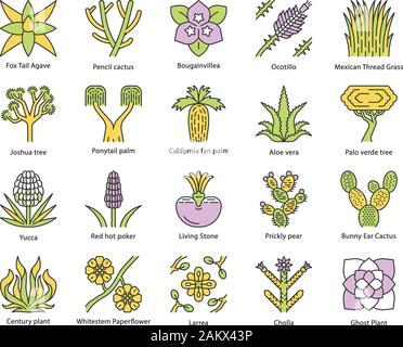 Wüste pflanzen Farbe Symbole gesetzt. Exotischen Pflanzen. Kalifornien Wüste Kakteen, Gras und Bäumen. Amerikanische und mexikanische Sukkulenten, Palmen. Isolierte Vektor illustr Stock Vektor