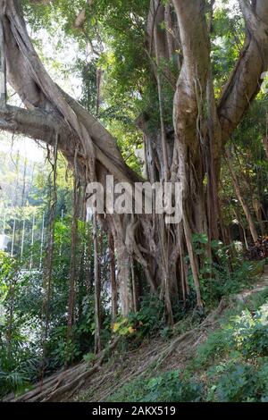 Chinesischer Banyanbaum, Ficus Microcarpa, aka. Gajumaru, Curtain Fig, Indischer Lorbeer oder malayanisches Banyan, das in Hongkong Asien wächst Stockfoto