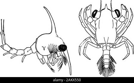 Die erste Lektion in der Zoologie: für den Einsatz in Schulen angepasst. imming Füße von thehind Körper. Die jungen (Abb. 88) sind mit der Form der Erwachsenen, nicht durch eine Reihe von Sünde - linienverkehr Änderungen geschlüpft, eine Metamorphose, so wie die meisten shrimpsand Krabben genannt. Sie schwimmen in der Nähe von der Oberfläche bis etwa oneinch Lange, danach verbleibenden oder nahe an der Unterseite. Hummer, nachdem fast Erwachsen, probablymoults aber einmal, im Hochsommer. Wenn Sie über die 86 ERSTEN UNTERRICHT IN ZOOLO und Y. Molt, oder seine Haut gegossen, der Schirm Splits aus seiner Hinterbeine edgeas weit wie die Basis der Schnabel, wo es zu festen in s Stockfoto