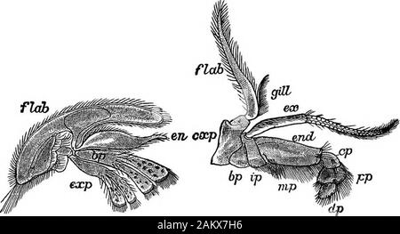 Die erste Lektion in der Zoologie: für den Einsatz in Schulen angepasst. Fio. 83,-^, erste mamllaof Hummer. (Naturalsize.). Fio. 84.- zweite maxflla von Hummer. FiQ. 86.- zweite maxaiipede. ex, äußere,? Ende, innere, Division, Witn der Gill und Gill - Paddel. (Natürliche Größe.) fldb Stockfoto