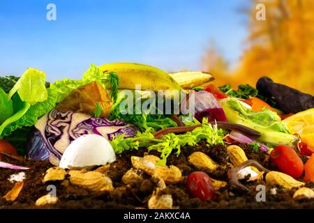 Ein Komposthaufen, der aus verrottendem Küchengemüse, Aubergschalen und Teebeutel besteht, wird von Lumbricus terrestris Regenwürmern zersetzt Stockfoto