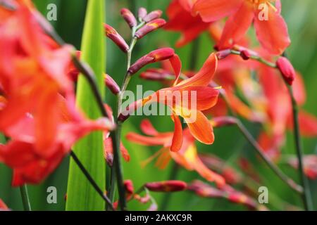 Crocosmia oder Montbretia Pflanze in Blüte mit orangen Blüten Stockfoto