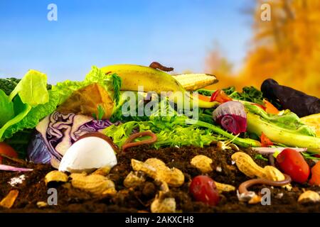 Ein Komposthaufen, der aus verrottendem Küchengemüse, Aubergschalen und Teebeutel besteht, wird von Lumbricus terrestris Regenwürmern zersetzt Stockfoto