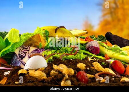 Ein Komposthaufen, der aus verrottendem Küchengemüse, Aubergschalen und Teebeutel besteht, wird von Lumbricus terrestris Regenwürmern zersetzt Stockfoto