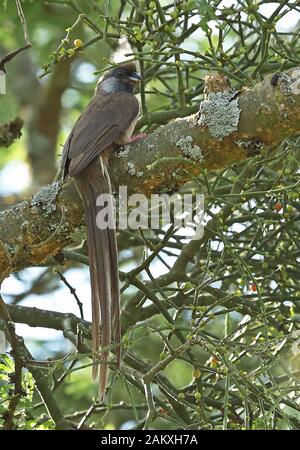 Gesprenkelter Mousebird (Colius striatus) Erwachsener thront am Branch Lake Victoria, in Uganda im November Stockfoto