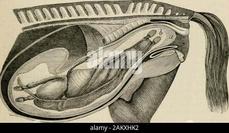 Ein text-Buch der tierärztlichen Geburtshilfe: einschließlich der Krankheiten und Unfällen im Zusammenhang mit Schwangerschaft, Geburt und frühen Alter in der domestizierten Tiere. nd die Form und die Maße der Beckenbodenmuskulatur Mühsamste. Die erste hat die Präsentation benannt worden, und die zweite Position des Fötus; und dem Einlass, statt der Outlet, des Beckens PRESENTATIOXS DES FCETUS. 241 ist in dieser Hinsicht considored, weil es die meisten in der Praxis wichtig ist, unil die Position kann entweder spontan oder artificiallyiluring Arbeit geändert werden; in der Tat, diese Änderung hat oft zu erfolgen. Stockfoto
