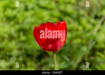 Frühfrühling. Eine einsame Tulpe blüht in einem Landgarten. Makrofoto. Guter Hintergrund für einen Ort über Blumen, Park, Pflanzen und Reisen. Stockfoto