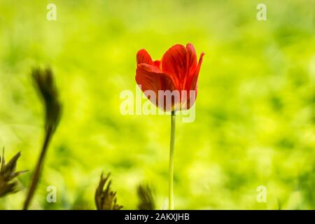 Frühfrühling. In einem Landgarten blüht eine rote Tulpe. Makrofoto. Guter Hintergrund für einen Ort über Blumen, Park, Pflanzen und Reisen. Stockfoto