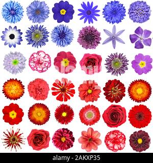 Big Collection of Red, Purple and Blue Wild Flowers Isolated on White. Verschiedene Arten Von Dahlia, Dandelion, Daisy, Gerber, Marigold Blumen Stockfoto