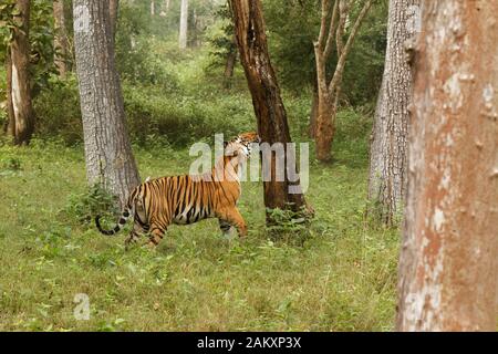 Royal Bengal Tiger Männlich Stockfoto