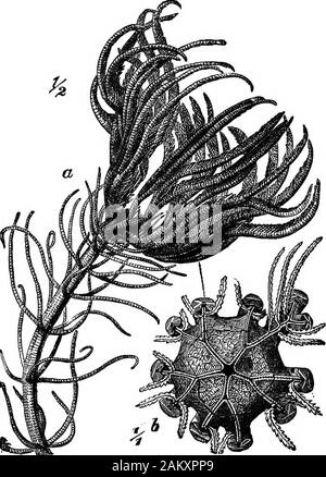 Die erste Lektion in der Zoologie: für den Einsatz in Schulen angepasst. Abb. 55) - Echinus fast berichtigt.- ^ Nach Romanes. Das Meer - Gurken. - Während die frühesten Stachelhäuter arethe angepirscht Seesterne oder haarsterne (Abbn. 45 und 56), die höchste 53 ERSTEN UNTERRICHT IN Z00 L 0 & 7. Klasse umfasst das Meer - Gurken oder Seegurken. In thesea-Gurke, wie der Name schon andeutet, der Körper ist in der Regel lang, zylindrisch, mit einer Tendenz zu Wurm zu werden. Die skinis nicht stetig und ist muskulös. Um den Mund sind Situ-. Fia. 56.- Pentacrinus. 6, Disk mit dem Mund. (Natürliche Größe.) datiert den 10 Verzweigung Kiemen, während es in der Regel saugen Stockfoto