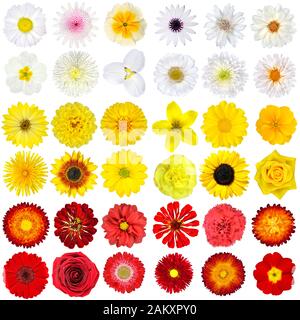 Big Collection of White, Yellow, Orange and Red Wild Flowers Isoliert auf weißem Hintergrund. Verschiedene Regenbogen-Sets von Dahlia, Dandelion, Daisy, Gerber, Ma Stockfoto
