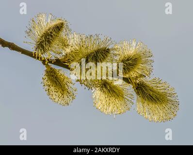 Blühende, flauschige Weidenperücke im Frühjahr. Palmsonntag. Stockfoto