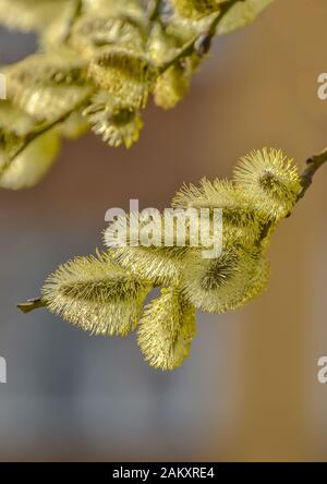 Blühende, flauschige Weidenperücke im Frühjahr. Palmsonntag. Stockfoto