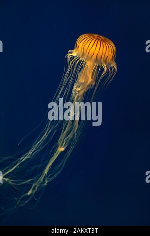 Farbenfroher vertikaler Schuss einer schönen Qualle aus dem Pazifischen Meer auf dunkelblauem Grund im Georgia Aquarium, Atlanta, Georgia, USA Stockfoto