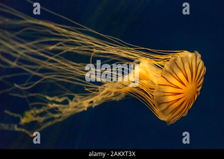 Farbenfroher horizontaler Nahschuss einer Qualle aus dem Pazifischen Meer auf dunkelblauem Grund im Georgia Aquarium, Atlanta, Georgia, USA Stockfoto