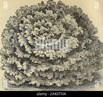 Die Maule samen Buch: 1917. 326 früh Preis Head Diese kopfsalat bildet einen großen, zart, frisch, lose Leiter der hellen greencrimped Blätter mit bräunlich rot gefärbt. Von superior Aroma, lange re-verbleibenden süss und zu langsam, um Samen zu laufen. Es ist ein sehr attraktives lettucewell angepasst, Kultur zu öffnen, und ist ziemlich robust. Paket, 5 cts.; Unze, 13 cts.;^ Raute, 40 cts.; Pound, $ 1.!, 25. Schwarz - GESÄTE SIMPSON KOPFSALAT. 344 Black-Seeded Simpson das Beste der Nicht-Rubrik Kopfsalat. Es ist hellgrün gefärbt, withInner fast weiße Blätter; gut für Forcen unter Glas oder für federund Anfang Sommer Kultur in der Stockfoto