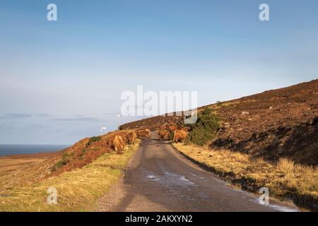 Einen sonnigen Winter Bild von Highland Rinder in der Straße auf den Applecross Halbinsel, Ross und Cromarty, Schottland. 31. Dezember 2019 Stockfoto