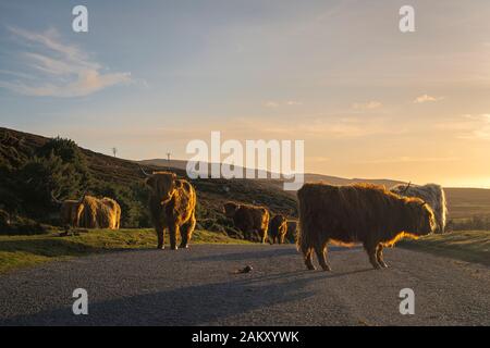 Einen sonnigen Winter Bild von Highland Rinder in der Straße auf den Applecross Halbinsel, Ross und Cromarty, Schottland. 31. Dezember 2019 Stockfoto