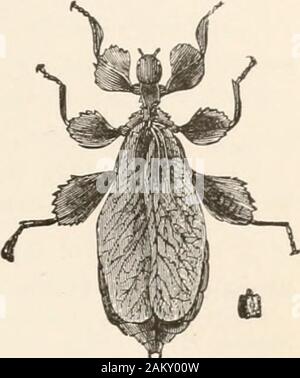 Entomologie für Anfänger; für den Einsatz der jungen Leute, fruitgrowers, Bauern und Gärtner;. Abb. 47.-Mantis Carolina, Wahrsager. Natürliche Größe, besteht aus anderen Insekten. Eier in großen Trauben an verschiedenen Pflanzen.. Um PLATYPTERA. 63 Familie Phasmidae - Die gehstöcke oder Gespenster, representedby unsere DinpJieromera fetnoratmn Sagen, die ähneln Zweige, sind veryslender, mit mehr oder weniger zylindrisch bodiesand lange Beine; ihre Flügel sind entweder Soll- oder rudimentäre, oder wenn entwickelt, strik- Blatt - wie, wie im Blatt - Insekt (Abb. 48, Phyllium siccifolium Linn.). Familie - Locu Acrydiidae. Stockfoto