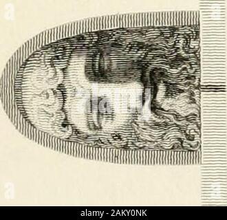 Pompeiana: die Topografie, bauten, und Ornamenten aus Pompeji. Stockfoto