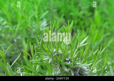 Rosmarinenkrautgarten. Frische organische Aromapflanzen wachsen. Gewürze zum Kochen. Grünes aromatisches Kraut wächst im Freien. Stockfoto