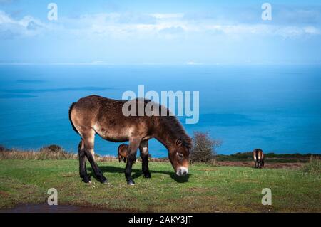 Wilde Exmoor-Ponys über der Porlock Bay in Somerset. Stockfoto