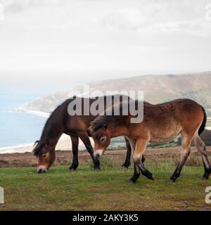 Wilde Exmoor-Ponys über der Porlock Bay in Somerset. Stockfoto