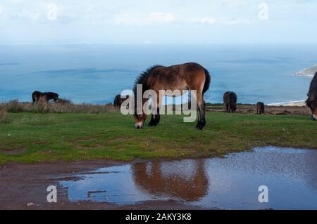 Wilde Exmoor-Ponys über der Porlock Bay in Somerset. Stockfoto