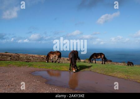 Wilde Exmoor-Ponys über der Porlock Bay in Somerset. Stockfoto