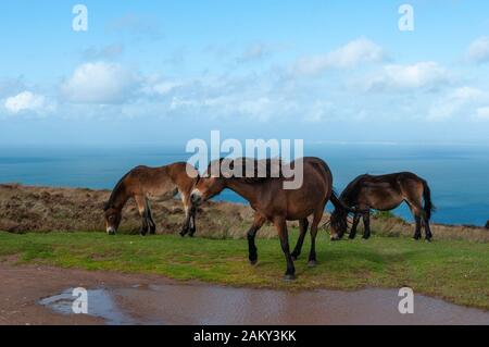 Wilde Exmoor-Ponys über der Porlock Bay in Somerset. Stockfoto