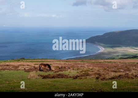 Wilde Exmoor-Ponys über der Porlock Bay in Somerset. Stockfoto