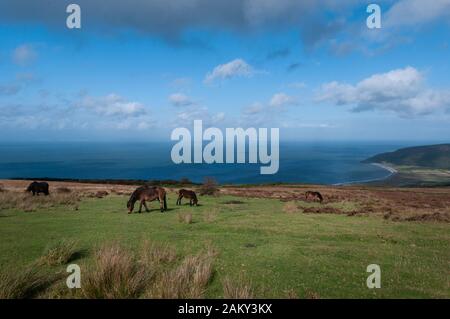 Wilde Exmoor-Ponys über der Porlock Bay in Somerset. Stockfoto