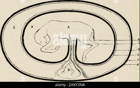 Ein text-Buch der tierärztlichen Geburtshilfe: einschließlich der Krankheiten und Unfällen im Zusammenhang mit Schwangerschaft, Geburt und frühen Alter in der domestizierten Tiere. Stine, die sehr schnell geht. Es geht heraus, wo der ventrallaminae noch nicht geschlossene sind, in der Region des Bauchnabels, und erreicht, entweder sofort oder sofort, die innere Oberfläche des exochorion. Durch die Einschnürung des Bauchnabels, ist sie in zwei getrennten portionswhich kommunizieren, dass innerhalb des Körpers der Embryo ist das saccu-Blase, mit dem uraclms oder Rohr der Kommunikation. Itreceives seine Schiffe ab. Stockfoto
