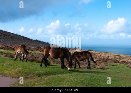 Wilde Exmoor-Ponys über der Porlock Bay in Somerset. Stockfoto