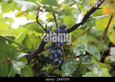 Frisch geerntete schwarze Trauben. Schwarze Trauben - Plump und dunkelblau bereit für Ernte. Große Brötchen schwarzer Trauben reifen vor einem Hintergrund von Stockfoto