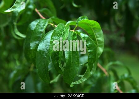 Kranke, zerknitterte grüne Blätter und Nektarine im Garten auf Baumnähe Makro.A Tropfenblatt Stockfoto