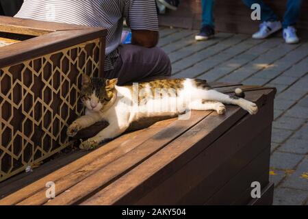 Eine strasse Katze schläft auf einer Bank in Sultanahmet Square in Istanbul, Türkei Stockfoto