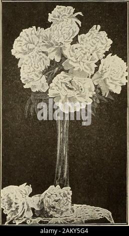 Topf - gewachsen Erdbeerpflanzen. Rosy pink auf langen Stielen. Prinz von Wales. - voller Blumen der reinen deepblush. Eine starke wachsende Pflanze. Königin Victoria. WHITLEYL - Große, fullwhite Blüten mit Creme Zentren ändern topure Weiß. Preis, starke Wurzeln, jedes, 35 C.; Dutzend, $ 3,50; 100, $ 25,00. Sechs bemerkenswerten PEONIESFestiva maxima. - Reine Schneewittchen mit häufigen Striche von Blut rot in der Mitte der Blume. Blumen von großer Größe auf longstrong stammt. Felix Crousse. - Helles Rot. Blumen sehr groß und der perfekten Form. Finestbright rote Pfingstrose. Blumen Schatz.-amerikanischen Ursprungs. Verylarge duftenden Stockfoto