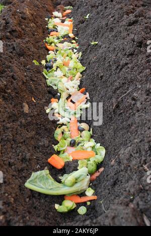 Grüner Lebensmittelabfall wird direkt in einen Gemüsepflastergraben gelegt, um Überwintern zu verrotten und der nächsten Saison hungrigen Kulturpflanzen einen Nährstoffschub zu verleihen. GROSSBRITANNIEN Stockfoto