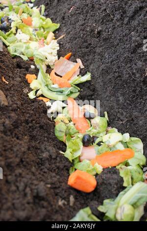 Grüner Lebensmittelabfall wird direkt in einen Gemüsepflastergraben gelegt, um Überwintern zu verrotten und der nächsten Saison hungrigen Kulturpflanzen einen Nährstoffschub zu verleihen. GROSSBRITANNIEN Stockfoto