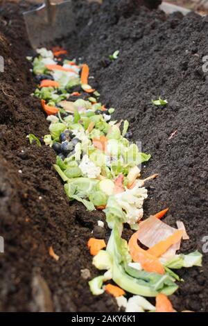 Grüner Lebensmittelabfall wird direkt in einen Gemüsepflastergraben gelegt, um Überwintern zu verrotten und der nächsten Saison hungrigen Kulturpflanzen einen Nährstoffschub zu verleihen. GROSSBRITANNIEN Stockfoto