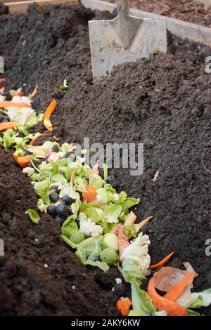 Grüner Lebensmittelabfall wird direkt in einen Gemüsepflastergraben gelegt, um Überwintern zu verrotten und der nächsten Saison hungrigen Kulturpflanzen einen Nährstoffschub zu verleihen. GROSSBRITANNIEN Stockfoto