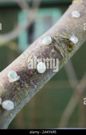 Viscum-Album auf Malus. Keimende Mistel, die klebrige Mistelsamen von Beeren entfernt und auf einen apfelbaumzweig platziert haben. Stockfoto