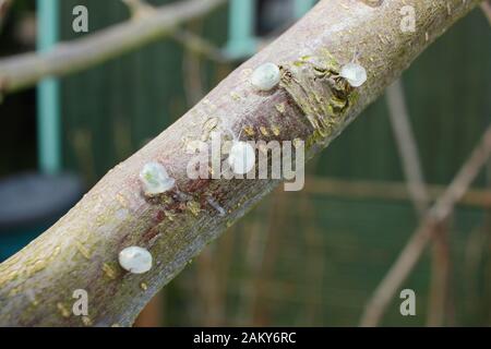 Viscum-Album auf Malus. Keimende Mistel, die klebrige Mistelsamen von Beeren entfernt und auf einen apfelbaumzweig platziert haben. Stockfoto