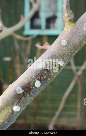 Viscum-Album auf Malus. Keimende Mistel, die klebrige Mistelsamen von Beeren entfernt und auf einen apfelbaumzweig platziert haben. Stockfoto